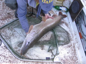 рыбалка на красноярском море